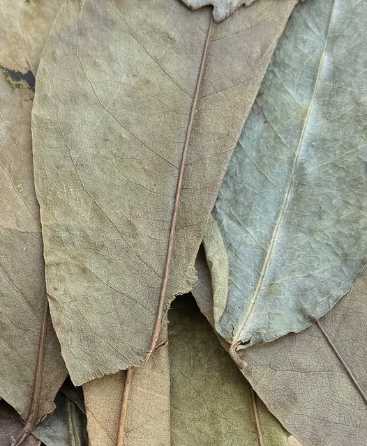 Soursop Leaves