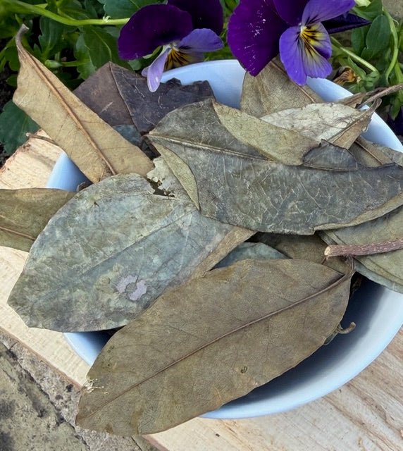 Soursop Leaves