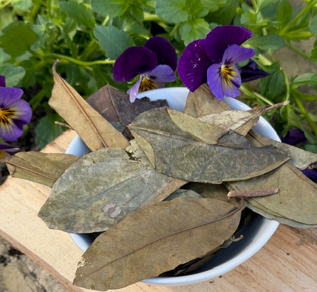 Soursop Leaves
