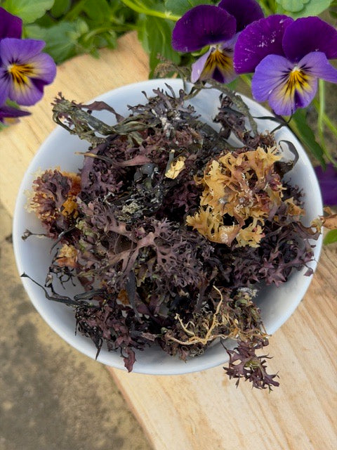 Atlantic Ocean Irish Sea Moss
