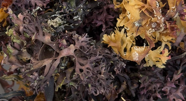 Atlantic Ocean Irish Sea Moss