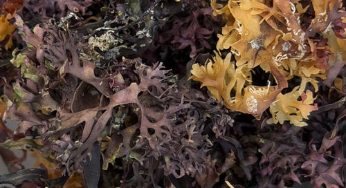 Atlantic Ocean Irish Sea Moss