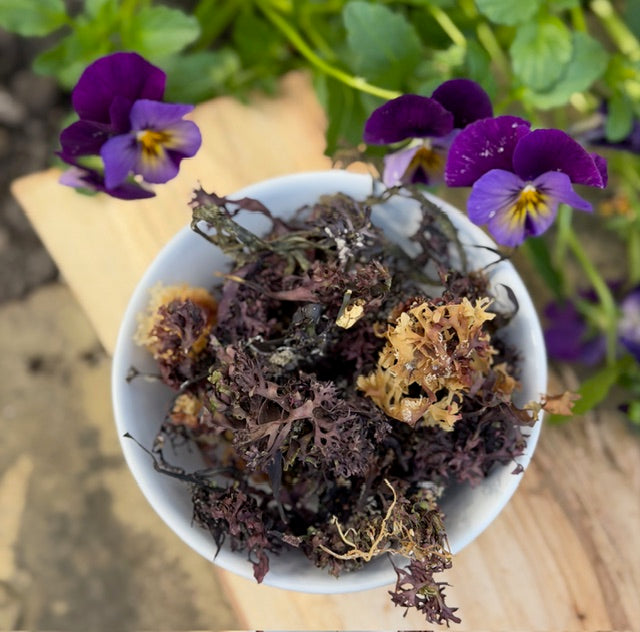 Atlantic Ocean Irish Sea Moss