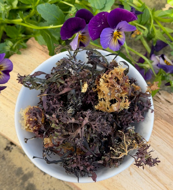 Atlantic Ocean Irish Sea Moss