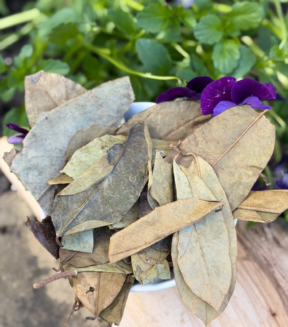 Soursop Leaves