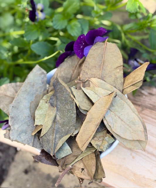 Soursop Leaves