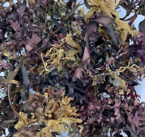 Atlantic Ocean Irish Sea Moss